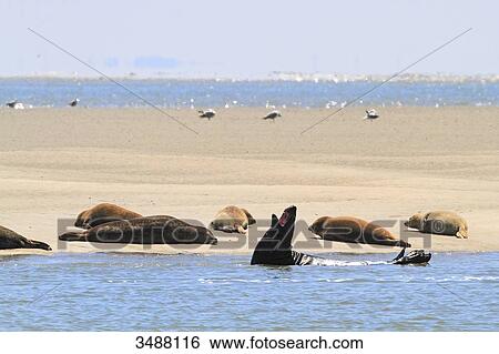 France, North Coast. Berck sur Mer. Observing a group of seals on a sandbank, Authie Bay View Large Photo Image Stock Photograph - France, North Coast. Berck sur Mer. Observing a group of seals on a sandbank, Authie Bay. Fotosearch
