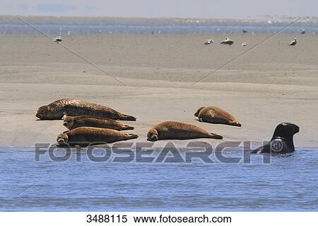 France, North Coast. Berck sur Mer. Observing a group of seals on a sandbank, Authie Bay View Large Photo Image Stock Photography - France, North Coast. Berck sur Mer. Observing a group of seals on a sandbank, Authie Bay. Fotosearch