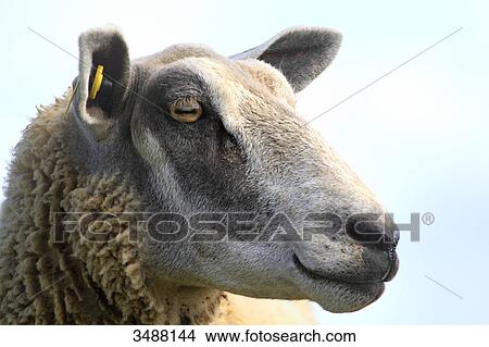France, North Coast, Sheep View Large Photo Image Picture - France, North Coast, Sheep. Fotosearch