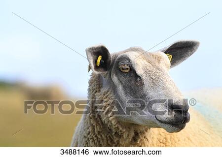 Stock Photograph - France, North Coast, Sheep. Fotosearch