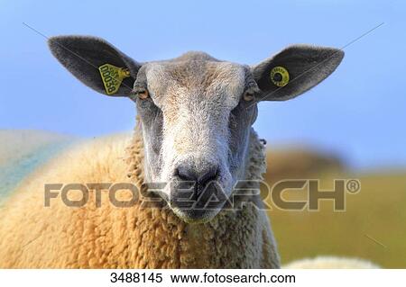 Stock Photography - France, North Coast, Sheep. Fotosearch