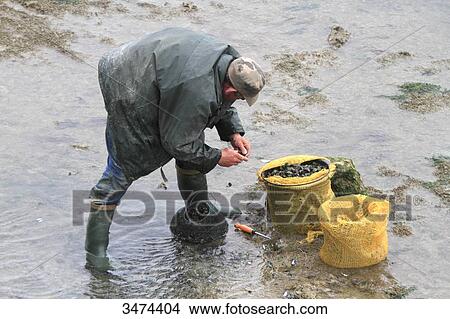 Picture - France, Northern France, Calais, mussels fisherman.. Fotosearch