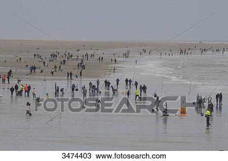 Stock Image - France, Northern France, Calais, fishing contest. Fotosearch
