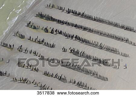 France, Northern France, Pas de Calais. Wissant Bay. Bouchot Mussels culture. View Large Photo Image Stock Photo - France, Northern France, Pas de Calais. Wissant Bay. Bouchot Mussels culture.. Fotosearch