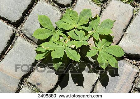 France, Paris 20th district. Pere Lachaise cemetery. Pavements of a path and young chestnut tree View Large Photo Image Stock Image - France, Paris 20th district. Pere Lachaise cemetery. Pavements of a path and young chestnut tree. Fotosearch