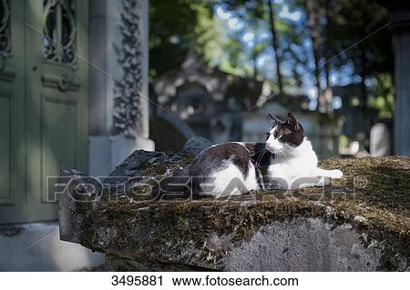 France, Paris 20th district. Pere Lachaise cemetery. A cat on a grave View Large Photo Image Stock Image - France, Paris 20th district. Pere Lachaise cemetery. A cat on a grave. Fotosearch