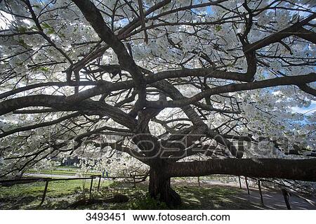 Stock Image - France, Paris, 5th district. Jardin des plantes. Blooming Japanese cherry. Fotosearch