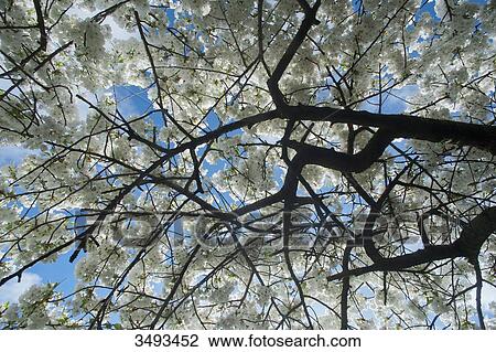 France, Paris, 5th district. Jardin des plantes. Blooming Japanese cherry View Large Photo Image Stock Image - France, Paris, 5th district. Jardin des plantes. Blooming Japanese cherry. Fotosearch