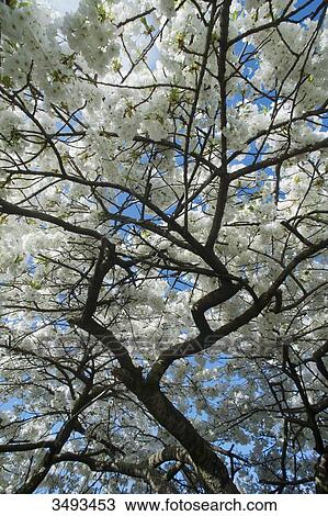 France, Paris, 5th district. Jardin des plantes. Blooming Japanese cherry View Large Photo Image Stock Image - France, Paris, 5th district. Jardin des plantes. Blooming Japanese cherry. Fotosearch