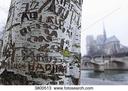 France, Paris, Port de la Tournelle, engraved names on the bark of a tree trunk. In the background: Notre-Dame. View Large Photo Image Stock Image - France, Paris, Port de la Tournelle, engraved names on the bark of a tree trunk. In the background: Notre-Dame.. Fotosearch
