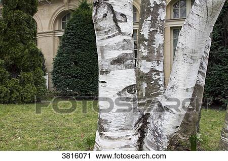 France, Paris, trunk of birch tree. View Large Photo Image Stock Image - France, Paris, trunk of birch tree.. Fotosearch