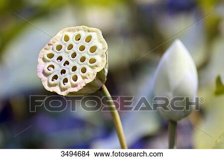 France, Paris. Val de Marne. Vincennes. Parc Floral de Vincennes. The Aquatic Garden. Closeup of an Indian lotus bud (Nelumbo nucifera). View Large Photo Image Picture - France, Paris. Val de Marne. Vincennes. Parc Floral de Vincennes. The Aquatic Garden. Closeup of an Indian lotus bud (Nelumbo nucifera).. Fotosearch
