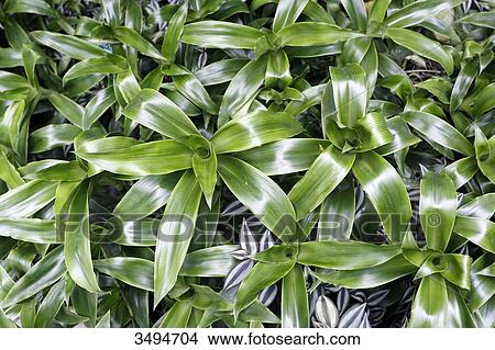 Picture - France, Paris. Val de Marne. Vincennes. Parc Floral de Vincennes. Closeup of Callisia fragrans plants (Basket plants).. Fotosearch
