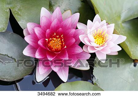 Stock Image - France, Paris. Val de Marne. Vincennes. Parc Floral de Vincennes. The Aquatic Garden. Closeup of Cherokee lilies.. Fotosearch