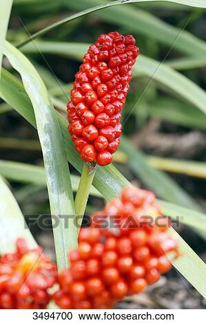 Stock Image - France, Paris. Val de Marne. Vincennes. Parc Floral de Vincennes. Valley of Flowers. Arum italicum flowers (Italian lords-and-ladies).. Fotosearch