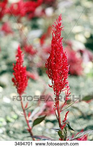 France, Paris. Val de Marne. Vincennes. Parc Floral de Vincennes. Valley of Flowers. Red Celosias (woolflowers) View Large Photo Image Stock Image - France, Paris. Val de Marne. Vincennes. Parc Floral de Vincennes. Valley of Flowers. Red Celosias (woolflowers). Fotosearch
