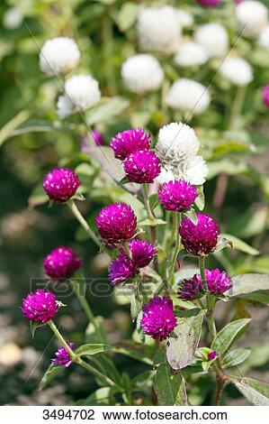 France, Paris. Val de Marne. Vincennes. Parc Floral de Vincennes. Valley of Flowers. Gomphrena globosa flowers (bachelor button). View Large Photo Image Stock Image - France, Paris. Val de Marne. Vincennes. Parc Floral de Vincennes. Valley of Flowers. Gomphrena globosa flowers (bachelor button).. Fotosearch