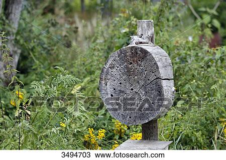 Stock Image - France, Paris. Val de Marne. Vincennes. Parc Floral de Vincennes. Closeup of an insect totem.. Fotosearch
