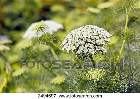 Stock Photo - France, Paris. Val de Marne. Vincennes. Parc Floral de Vincennes. Valley of Flowers. Hogweed flowers. Fotosearch