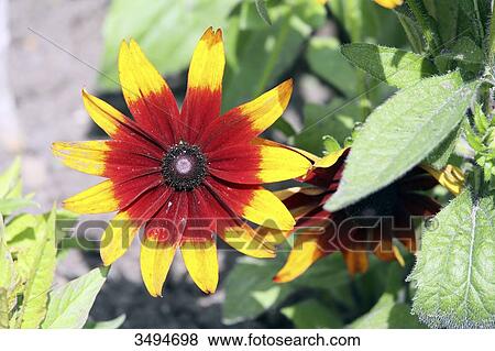France, Paris. Val de Marne. Vincennes. Parc Floral de Vincennes. Valley of Flowers. Two-coloured coneflower View Large Photo Image Stock Photo - France, Paris. Val de Marne. Vincennes. Parc Floral de Vincennes. Valley of Flowers. Two-coloured coneflower. Fotosearch