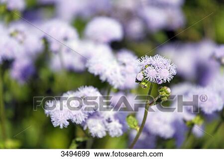 France, Paris. Val de Marne. Vincennes. Parc Floral de Vincennes. Valley of Flowers. Knapweed flowers. View Large Photo Image Stock Photo - France, Paris. Val de Marne. Vincennes. Parc Floral de Vincennes. Valley of Flowers. Knapweed flowers.. Fotosearch