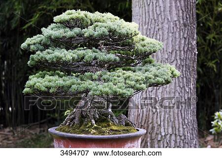 France, Paris. Val de Marne. Vincennes. Parc Floral de Vincennes. Moyogi pine bonsai (Pinus parviflora pentaphylla) View Large Photo Image Stock Photo - France, Paris. Val de Marne. Vincennes. Parc Floral de Vincennes. Moyogi pine bonsai (Pinus parviflora pentaphylla). Fotosearch