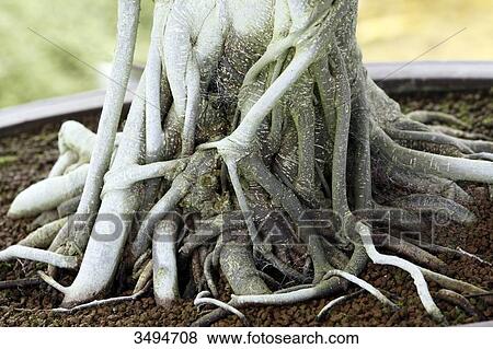 France, Paris. Val de Marne. Vincennes. Parc Floral de Vincennes. Ficus microcarpa bonsai. Focus on the roots. View Large Photo Image Stock Photo - France, Paris. Val de Marne. Vincennes. Parc Floral de Vincennes. Ficus microcarpa bonsai. Focus on the roots.. Fotosearch