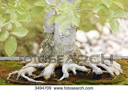 Stock Photo - France, Paris. Val de Marne. Vincennes. Parc Floral de Vincennes. Chinese hackberry bonsai (Celtis sinensis). Focus on the roots.. Fotosearch