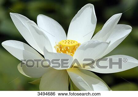France, Paris. Val de Marne. Vincennes. Parc Floral de Vincennes. The Aquatic Garden. Closeup of a blooming Indian lotus (Nelumbo nucifera). View Large Photo Image Stock Photograph - France, Paris. Val de Marne. Vincennes. Parc Floral de Vincennes. The Aquatic Garden. Closeup of a blooming Indian lotus (Nelumbo nucifera).. Fotosearch