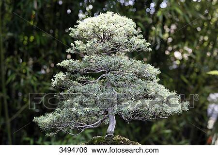 France, Paris. Val de Marne. Vincennes. Parc Floral de Vincennes. Common Juniper bonsai. View Large Photo Image Stock Photograph - France, Paris. Val de Marne. Vincennes. Parc Floral de Vincennes. Common Juniper bonsai.. Fotosearch