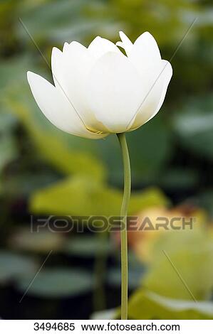 Stock Photography - France, Paris. Val de Marne. Vincennes. Parc Floral de Vincennes. The Aquatic Garden. Closeup of a blooming Indian lotus (Nelumbo nucifera).. Fotosearch