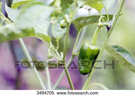 France, Paris. Val de Marne. Vincennes. Parc Floral de Vincennes. Closeup of a jalapeno pepper. View Large Photo Image Stock Photography - France, Paris. Val de Marne. Vincennes. Parc Floral de Vincennes. Closeup of a jalapeno pepper.. Fotosearch