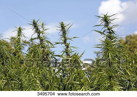 France, Paris. Vincennes. Bois de Vincennes. La Ferme de Paris. Organic agriculture and farming educational farm. Closeup of agricultural hemp. View Large Photo Image Picture - France, Paris. Vincennes. Bois de Vincennes. La Ferme de Paris. Organic agriculture and farming educational farm. Closeup of agricultural hemp.. Fotosearch