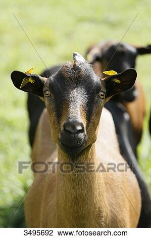 France, Paris. Vincennes. Bois de Vincennes. La Ferme de Paris. Organic agriculture and farming educational farm. Closeup of an organic goat. View Large Photo Image Stock Image - France, Paris. Vincennes. Bois de Vincennes. La Ferme de Paris. Organic agriculture and farming educational farm. Closeup of an organic goat.. Fotosearch