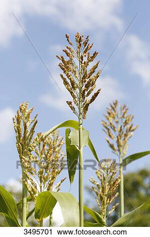 France, Paris. Vincennes. Bois de Vincennes. La Ferme de Paris. Organic agriculture and farming educational farm. Organic corn flowers. View Large Photo Image Stock Image - France, Paris. Vincennes. Bois de Vincennes. La Ferme de Paris. Organic agriculture and farming educational farm. Organic corn flowers.. Fotosearch