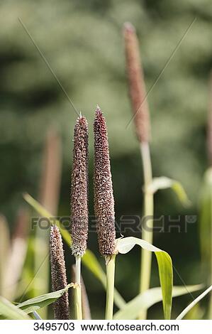 France, Paris. Vincennes. Bois de Vincennes. La Ferme de Paris. Organic agriculture and farming educational farm. Closeup of organic millet. View Large Photo Image Stock Image - France, Paris. Vincennes. Bois de Vincennes. La Ferme de Paris. Organic agriculture and farming educational farm. Closeup of organic millet.. Fotosearch