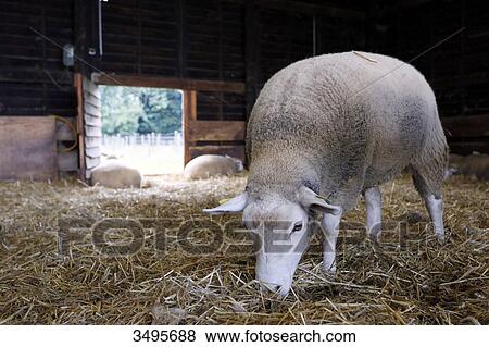 Stock Photo - France, Paris. Vincennes. Bois de Vincennes. La Ferme de Paris. Organic agriculture and farming educational farm. Organic sheep in their pen.. Fotosearch