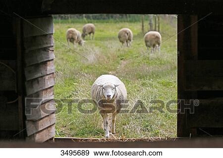 France, Paris. Vincennes. Bois de Vincennes. La Ferme de Paris. Organic agriculture and farming educational farm. Organic sheep returning to the fold. View Large Photo Image Stock Photo - France, Paris. Vincennes. Bois de Vincennes. La Ferme de Paris. Organic agriculture and farming educational farm. Organic sheep returning to the fold.. Fotosearch