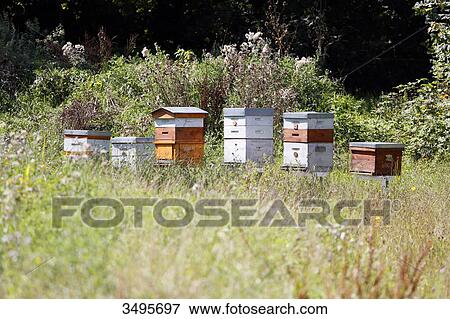 France, Paris. Vincennes. Bois de Vincennes. La Ferme de Paris. Organic agriculture and farming educational farm. Organic hives arranged in a meadow. View Large Photo Image Stock Photo - France, Paris. Vincennes. Bois de Vincennes. La Ferme de Paris. Organic agriculture and farming educational farm. Organic hives arranged in a meadow.. Fotosearch