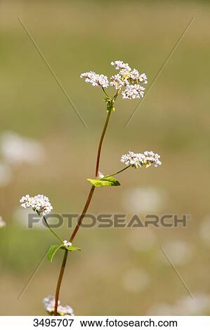 Stock Photo - France, Paris. Vincennes. Bois de Vincennes. La Ferme de Paris. Organic agriculture and farming educational farm. Closeup of organic buckwheat flowers.. Fotosearch