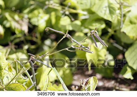 France, Paris. Vincennes. Bois de Vincennes. La Ferme de Paris. Organic agriculture and farming educational farm. Closeup of organic soybeans. View Large Photo Image Stock Photograph - France, Paris. Vincennes. Bois de Vincennes. La Ferme de Paris. Organic agriculture and farming educational farm. Closeup of organic soybeans.. Fotosearch