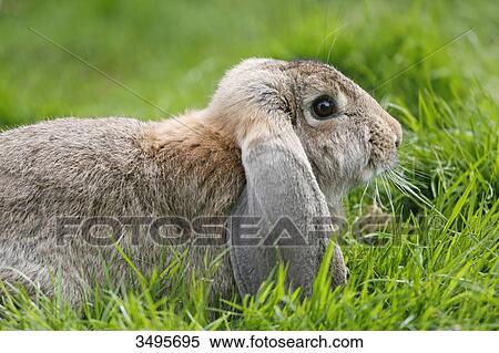 Stock Photography - France, Paris. Vincennes. Bois de Vincennes. La Ferme de Paris. Organic agriculture and farming educational farm. Closeup of an organic rabbit.. Fotosearch