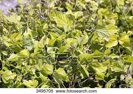 France, Paris. Vincennes. Bois de Vincennes. La Ferme de Paris. Organic agriculture and farming educational farm. Closeup of organic soybeans. View Large Photo Image Stock Photography - France, Paris. Vincennes. Bois de Vincennes. La Ferme de Paris. Organic agriculture and farming educational farm. Closeup of organic soybeans.. Fotosearch