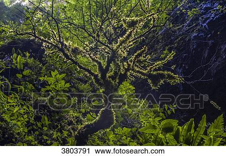 France, Pyrenees, Basque Country, Haute-Soule, Gorges de Kakuetta View Large Photo Image Stock Image - France, Pyrenees, Basque Country, Haute-Soule, Gorges de Kakuetta. Fotosearch