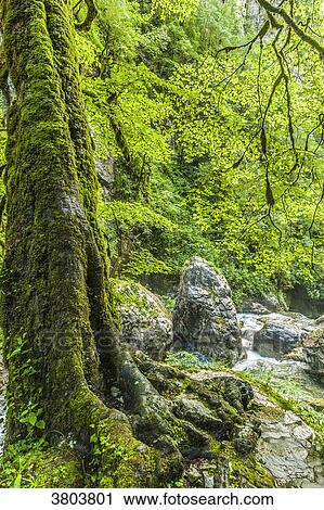 France, Pyrenees, Basque Country, Haute-Soule, Gorges de Kakuetta. Trunk with moss at the edge of the torrent View Large Photo Image Stock Image - France, Pyrenees, Basque Country, Haute-Soule, Gorges de Kakuetta. Trunk with moss at the edge of the torrent. Fotosearch