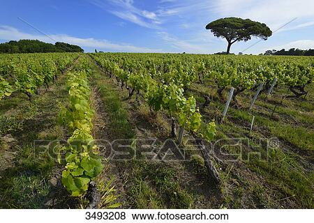 France, rows of vines in the vineyard in the region of Nantes. Pine tree in the background View Large Photo Image Stock Photo - France, rows of vines in the vineyard in the region of Nantes. Pine tree in the background. Fotosearch