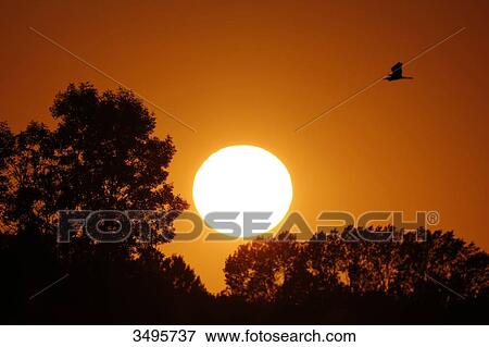 France, Seine et Marne. Provins area. Sunset in August. Heron in the sky. View Large Photo Image Stock Photo - France, Seine et Marne. Provins area. Sunset in August. Heron in the sky.. Fotosearch