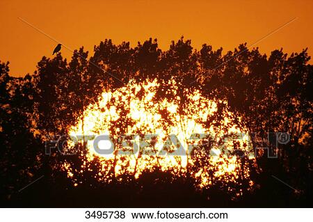 France, Seine et Marne. Provins area. Sunset in August behind the trees. Bird on top of a branch. View Large Photo Image Stock Photo - France, Seine et Marne. Provins area. Sunset in August behind the trees. Bird on top of a branch.. Fotosearch