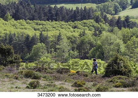 France, The regional natural park of Haut-Languedoc, la Montagne Noire, woman taking a stroll View Large Photo Image Stock Image - France, The regional natural park of Haut-Languedoc, la Montagne Noire, woman taking a stroll. Fotosearch
