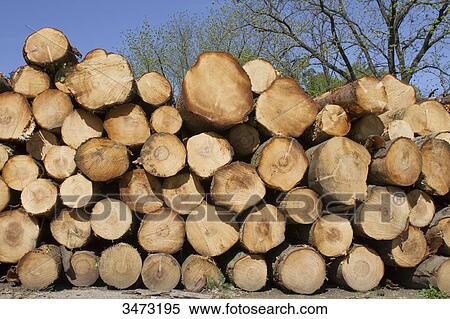 France, The regional natural park of Haut-Languedoc, la Montagne Noire, fir trunks View Large Photo Image Stock Photography - France, The regional natural park of Haut-Languedoc, la Montagne Noire, fir trunks. Fotosearch